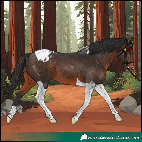 Horse Color:Brown Tobiano Appaloosa 