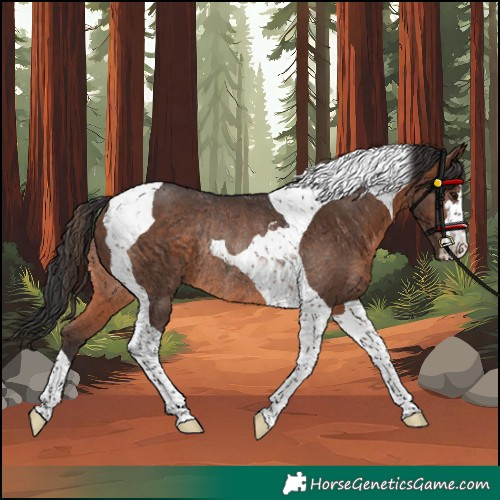 Horse Color:Brown Tobiano Rabicano