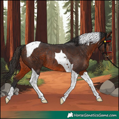 Horse Color:Bay Tobiano Rabicano 
