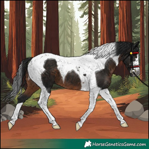 Horse Color:Gray Brown Tobiano