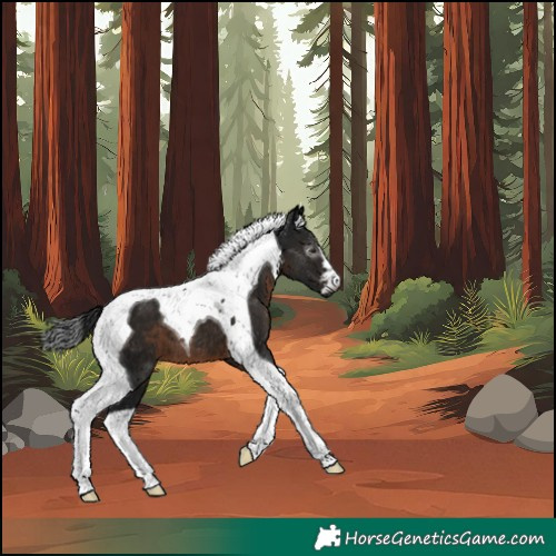 Horse Color:Gray Brown Tobiano