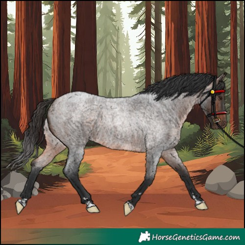 Horse Color:Bay Roan Rabicano