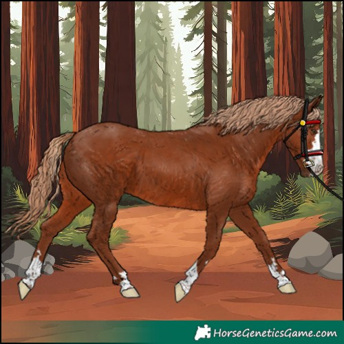 Horse Color:Chestnut 
