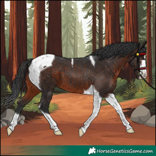 Horse Color:Brown Tobiano 