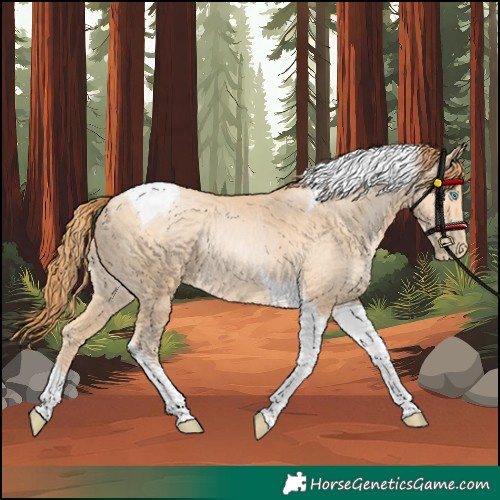 Horse Color:Unknown 