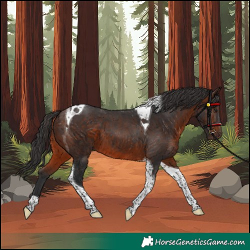 Horse Color:Unknown 