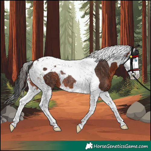 Horse Color:Unknown 