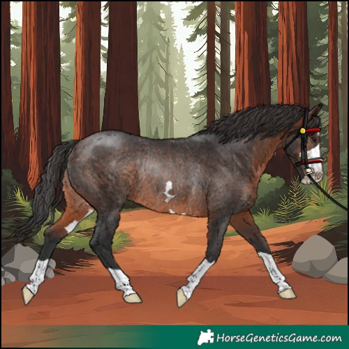 Horse Color:Brown Rabicano 