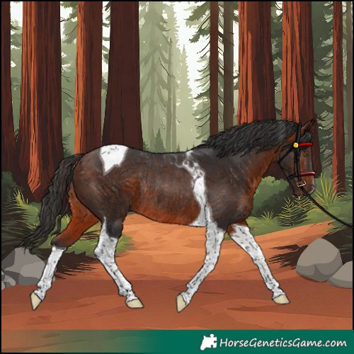 Horse Color:Unknown 