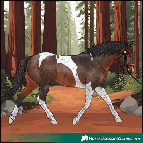Horse Color:Bay Tobiano Rabicano