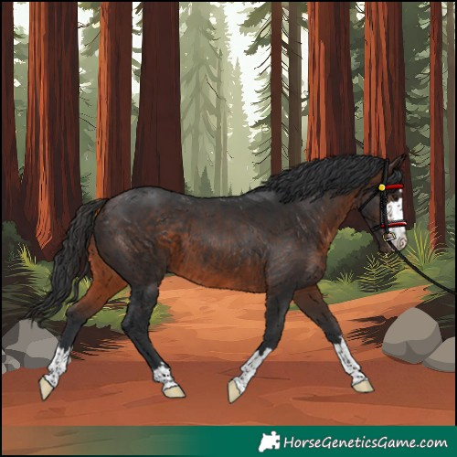 Horse Color:Unknown 