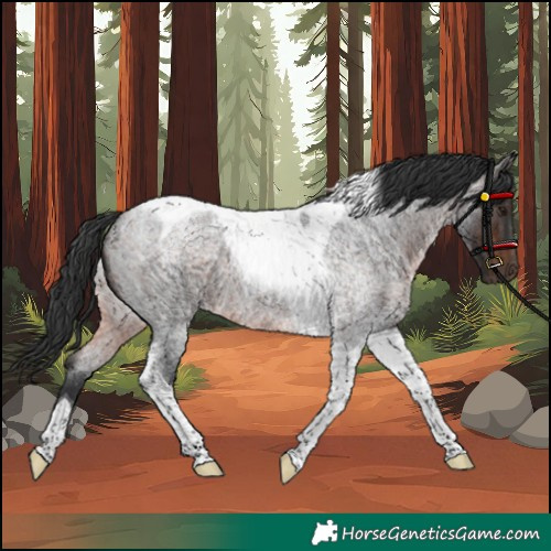 Horse Color:Unknown 