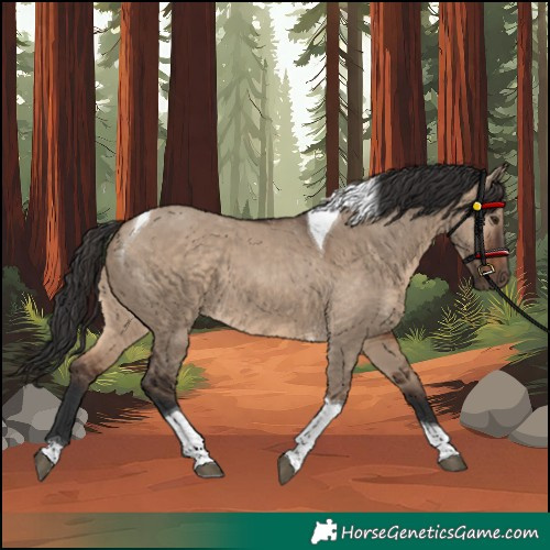Horse Color:Unknown 