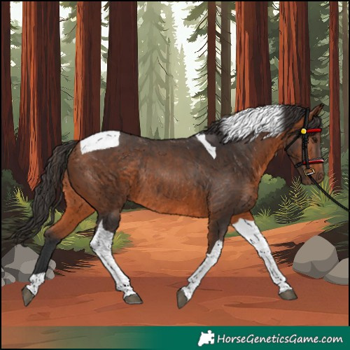Horse Color:Unknown 