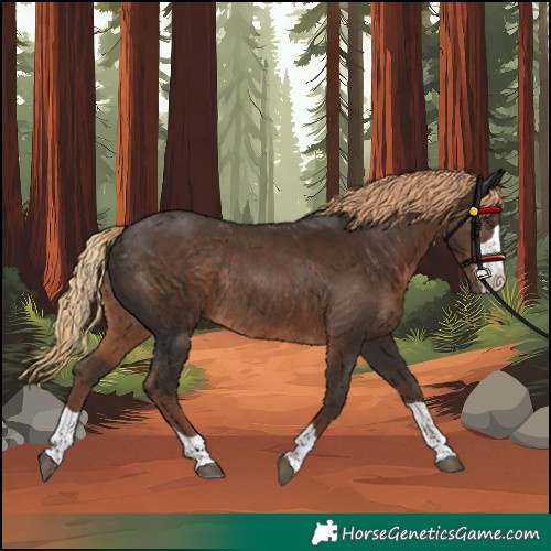 Horse Color:Unknown 