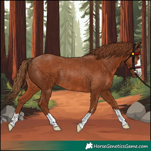 Horse Color:Unknown 