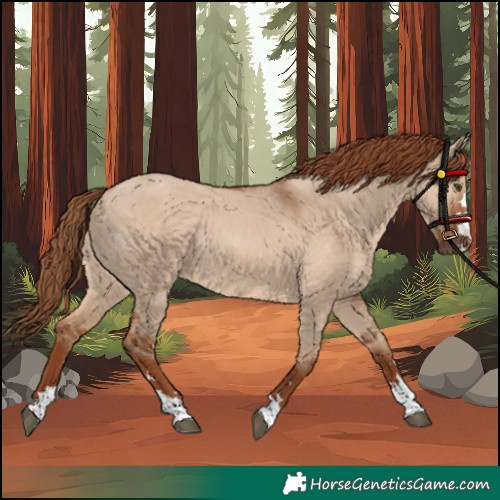 Horse Color:Unknown 