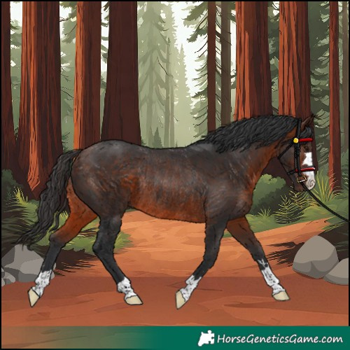 Horse Color:Unknown 