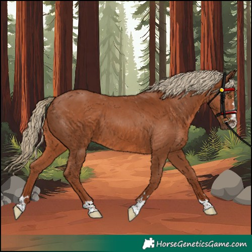 Horse Color:Unknown 