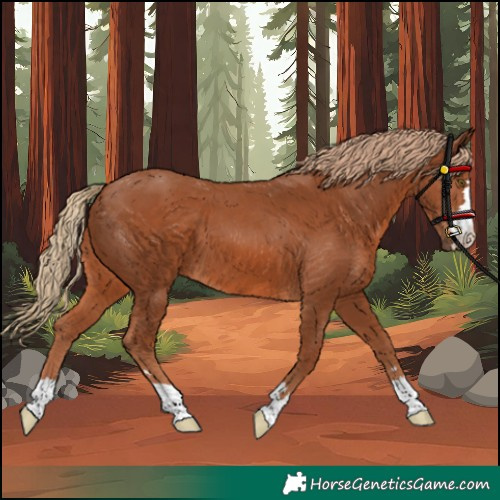 Horse Color:Unknown