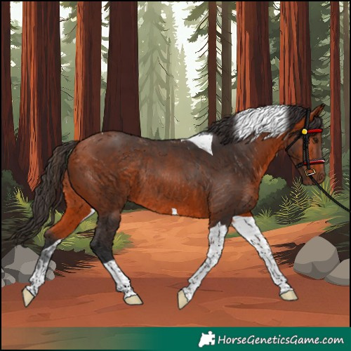 Horse Color:Unknown 