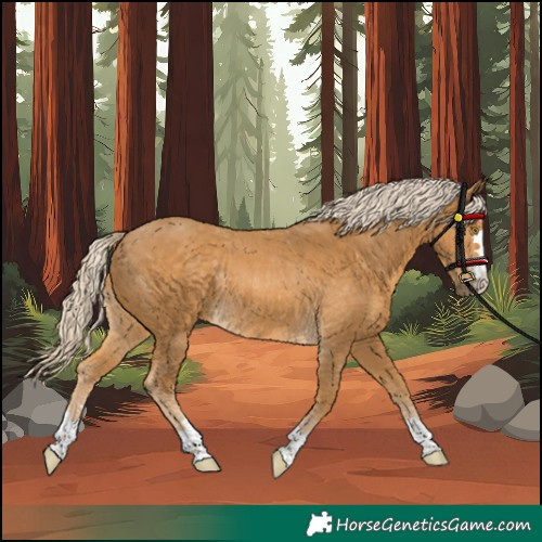 Horse Color:Unknown