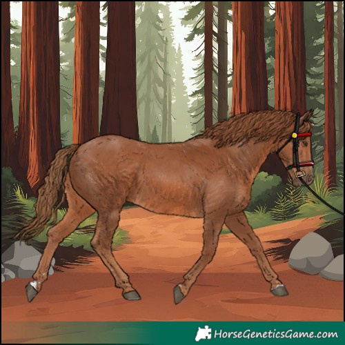 Horse Color:Unknown 