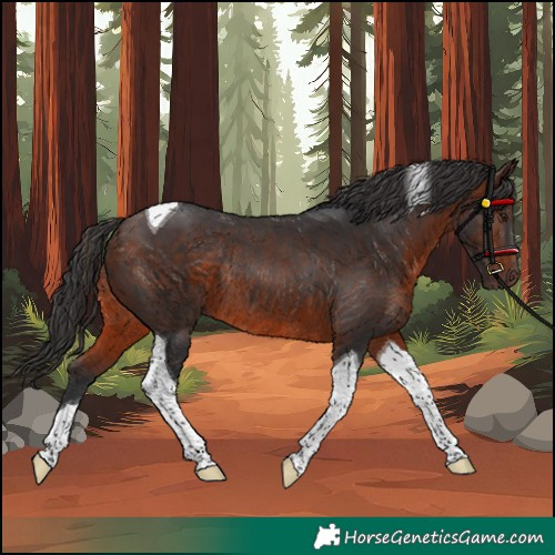 Horse Color:Unknown 