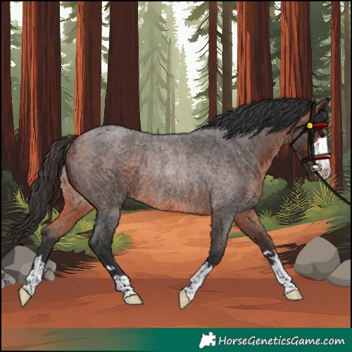 Horse Color:Unknown 