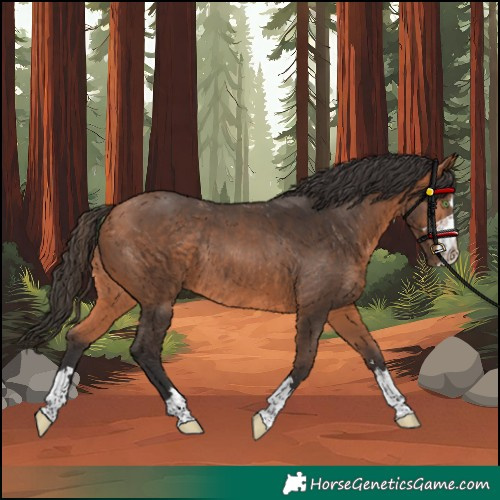 Horse Color:Unknown 