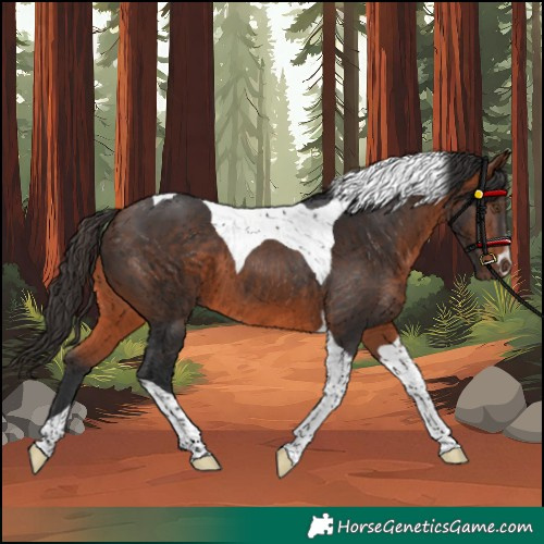 Horse Color:Unknown 