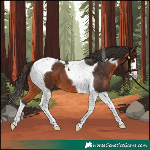 Horse Color:Unknown 