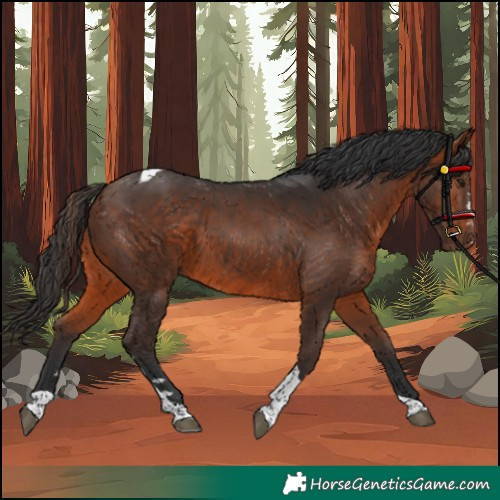 Horse Color:Unknown 