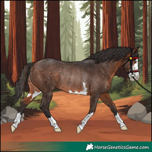 Horse Color:Unknown 