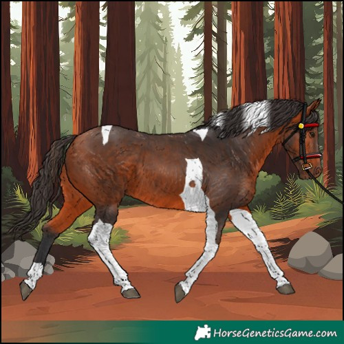 Horse Color:Unknown 