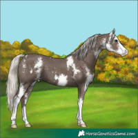 Horse Color:Silver Black Sabino