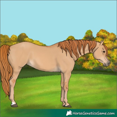 Horse Color:Red Dun 