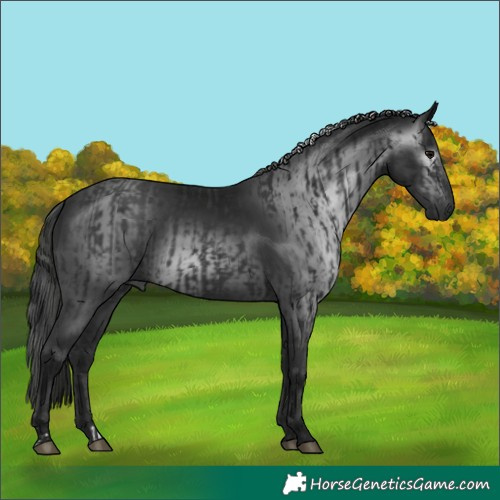Horse Color:Black  and Gray Black 