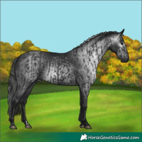 Horse Color:Black  and Gray Black 