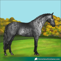 Horse Color:Black  and Gray Black 