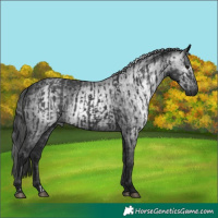 Horse Color:Black and Gray Black
