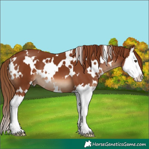 Horse Color:White Spotted Chestnut Splash