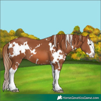 Horse Color:White Spotted Chestnut Splash 