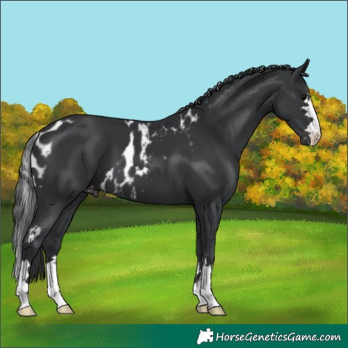 Horse Color:Black Skewed Appaloosa 