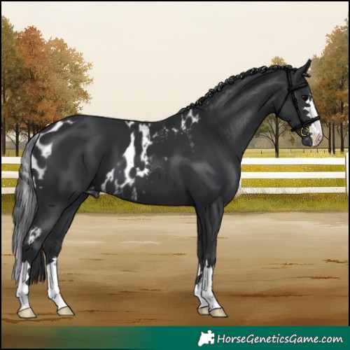 Horse Color:Black Skewed LP Spotted