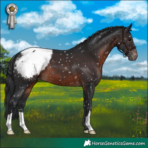 Horse Color:Brown Appaloosa 