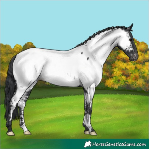 Horse Color:Black Appaloosa 