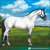 Horse Color:Black Near Fewspot