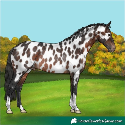 Horse Color:Brown Near Leopard Rabicano 
