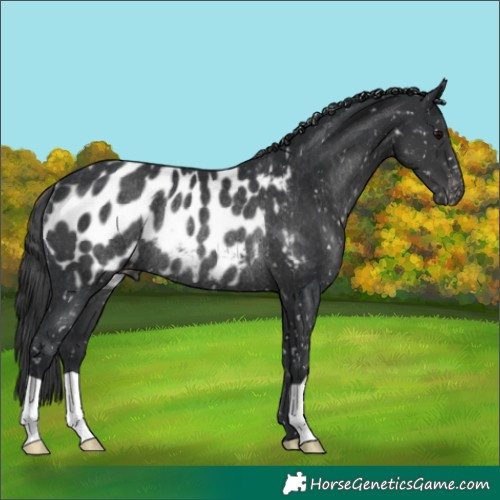 Horse Color:Black Near Leopard Rabicano 